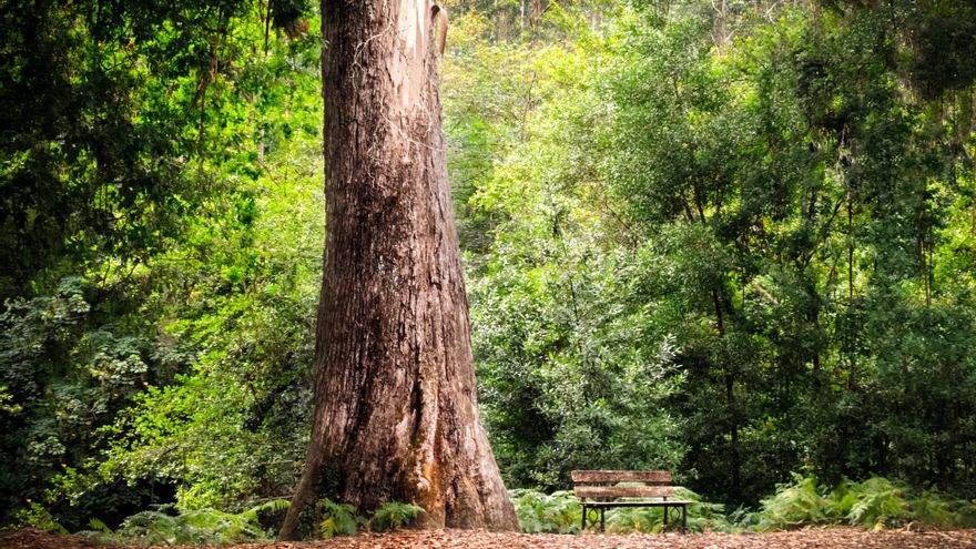 Junto al Cantábrico y bañado por una ría: el bonito pueblo gallego que tiene los eucaliptos más altos de Europa