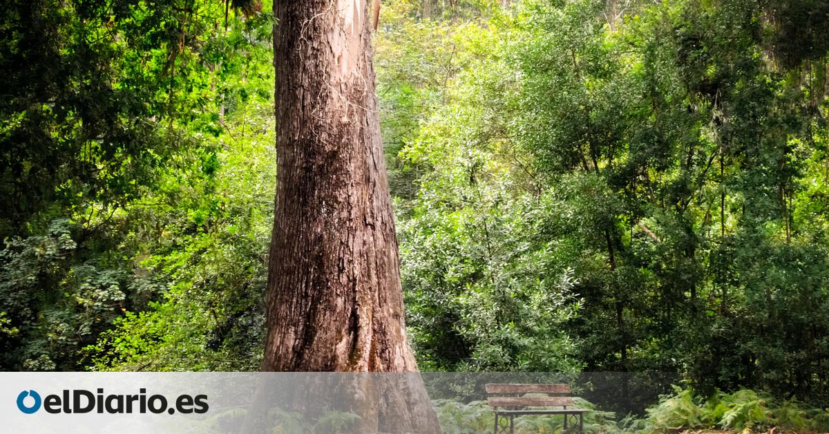 Junto al Cantábrico y bañado por una ría: el bonito pueblo gallego que tiene los eucaliptos más altos de Europa