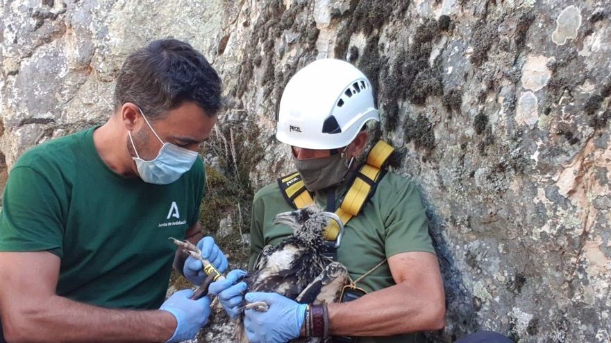La Junta realiza anillamientos de alimoche en Córdoba, dentro del Plan de Recuperación de Aves Necrófagas