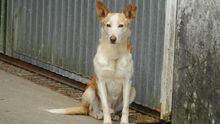 Perro abandonado en Fornelo de Montes (Pontevedra) | Foto: Flickr Contando Estrelas