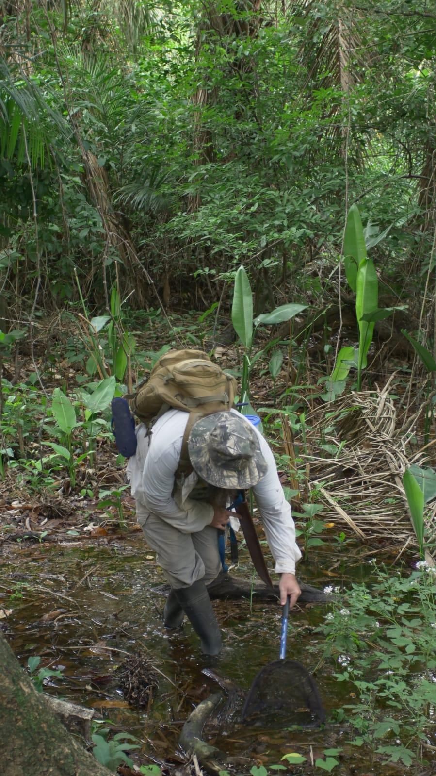 Heinz Drawert realizando la captura de los pequeños ejemplares en una expedición. Foto: cortesía Heinz Arno Drawert