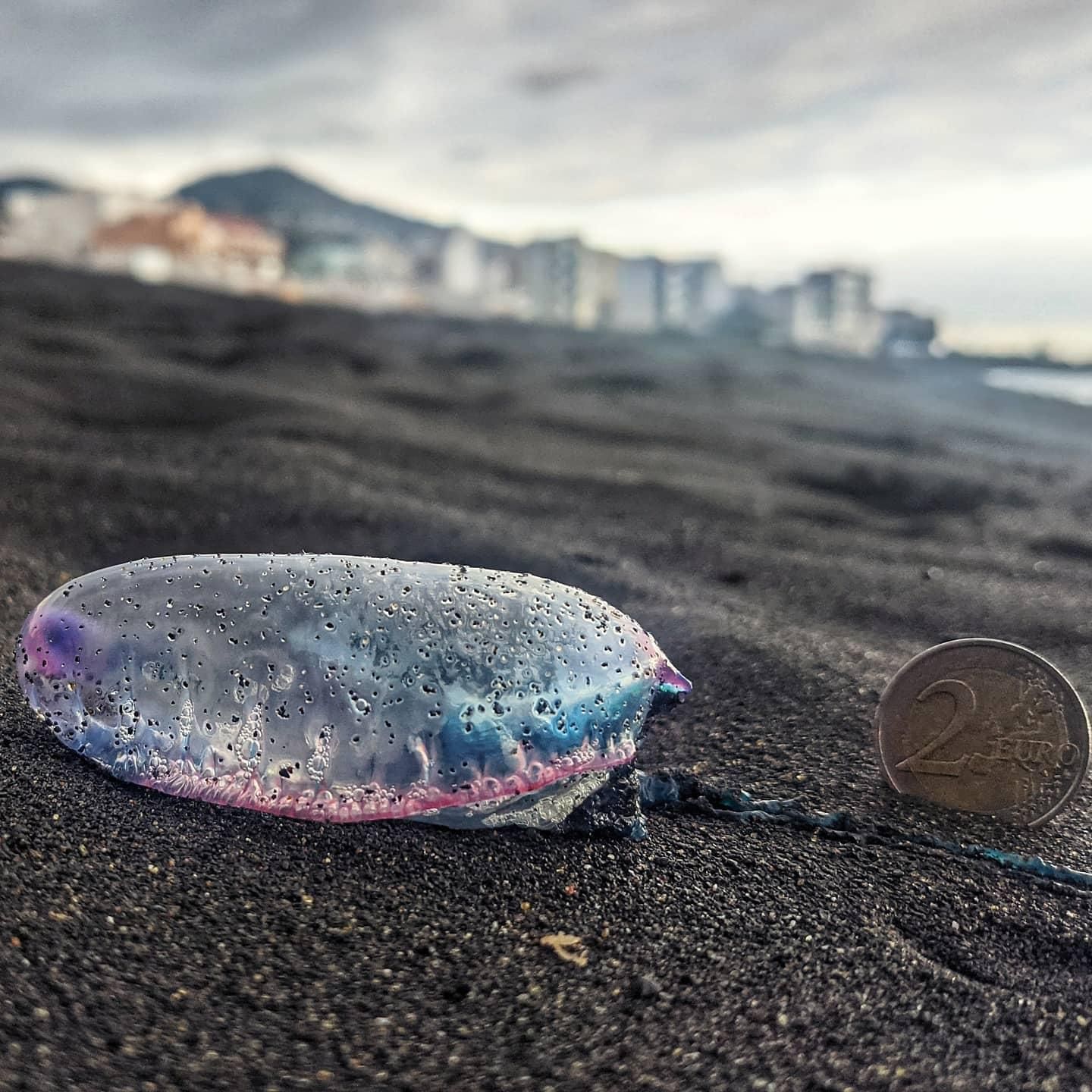 Un ejemplar de una 'Carabela portuguesa' en la playa de Santa Cruz de La Palma.