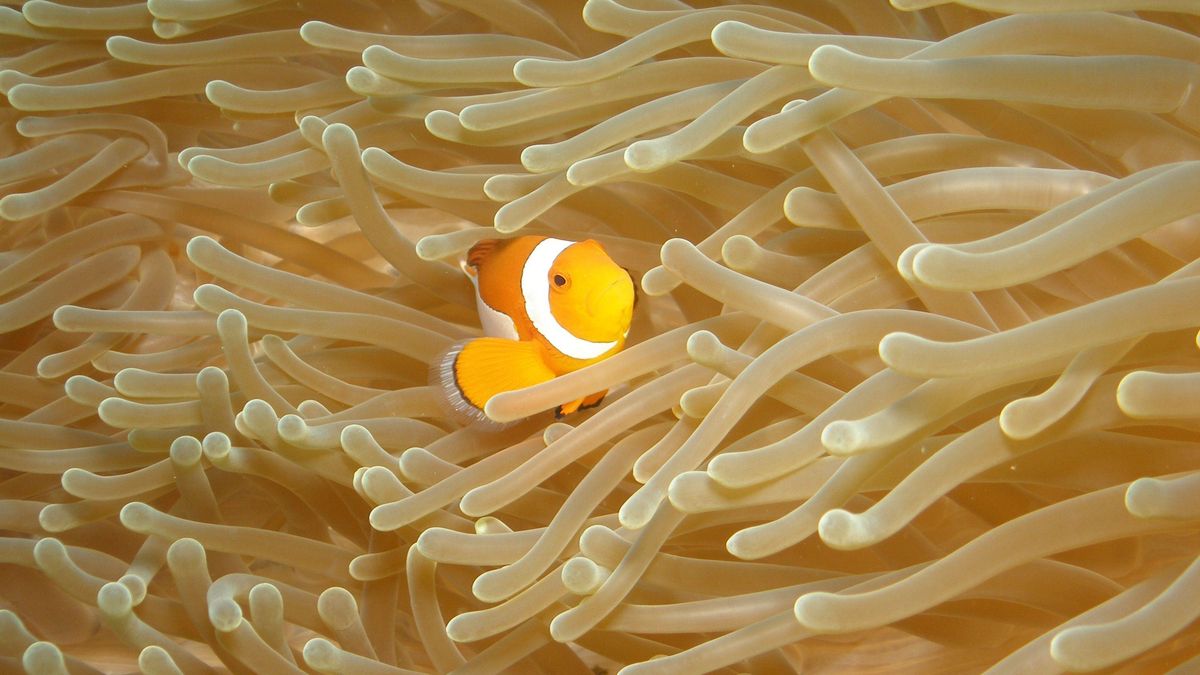 Tiburones, peces e invertebrados: casi 500 animales fueron rescatados del tráfico ilegal y ahora viven en este acuario