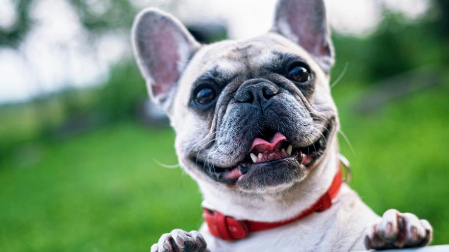 El reinado del bulldog francés y el pug como únicos perros de cara plana problemáticos llega a su fin