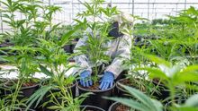 Las cifras de este mercado son optimistas toda vez que un estudio de Euromonitor International del año pasado indicó que el mercado legal de cannabis del mundo, estimado en 12.000 millones de dólares en 2018, llegará a 166.000 millones de dólares en 2025.