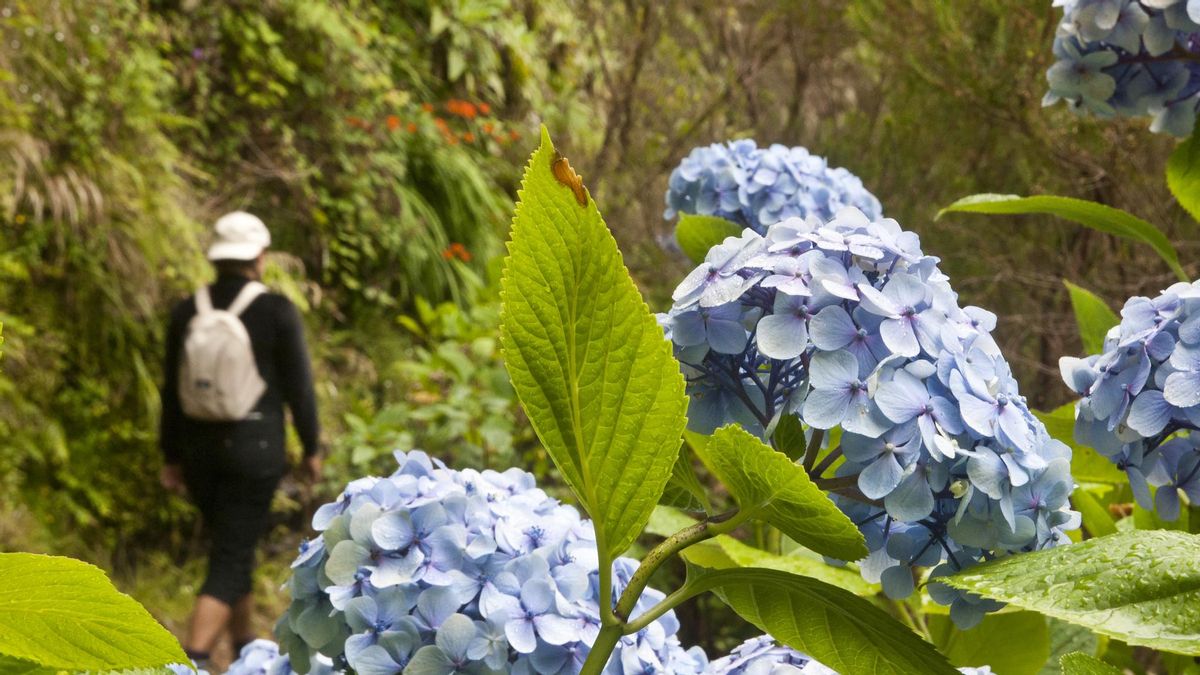 Hortensias en el sendero de Caldeirao Verde, en Madeira.