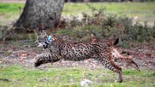 Atropellado un lince ibérico en la carretera de El Rocío a Matalascañas, el primero de este año en Andalucía