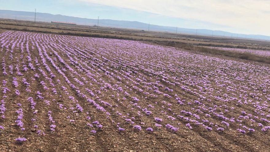 Campo de azafrán