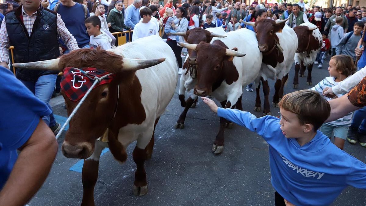 El encierro infantil de las fiestas del Pilar se autorizó fuera de plazo y sin documentación exigida por la normativa