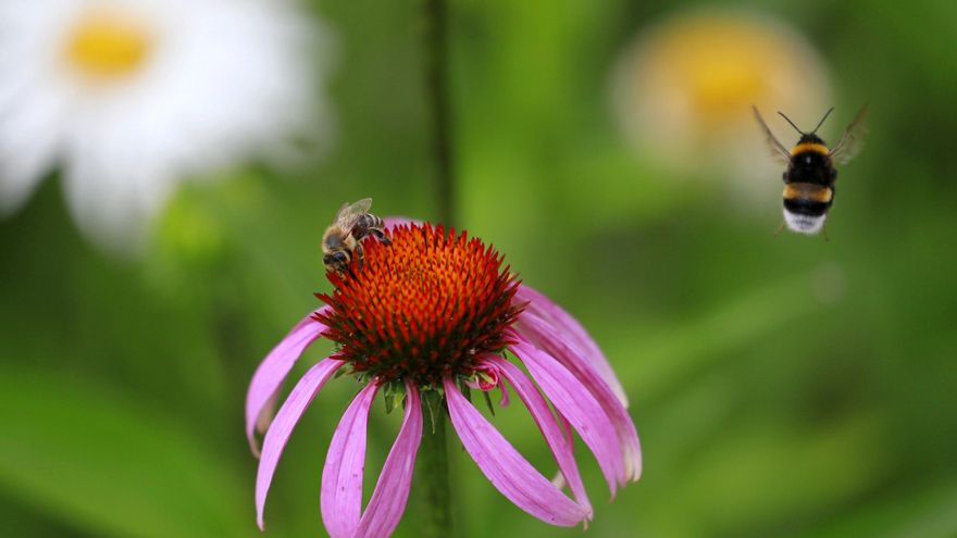 Los insectos son esenciales para nuestra calidad de vida, según expertos