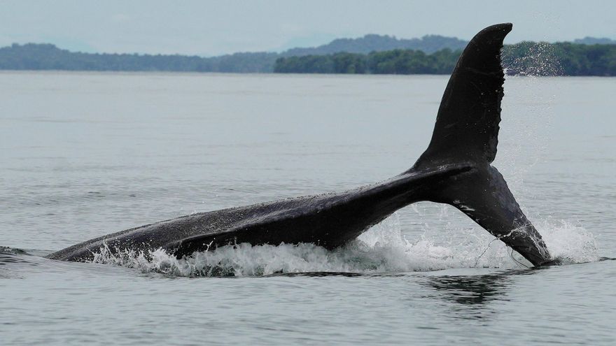 El 57 % de los barcos del Mediterráneo exceden la velocidad aconsejada y afectan a las ballenas