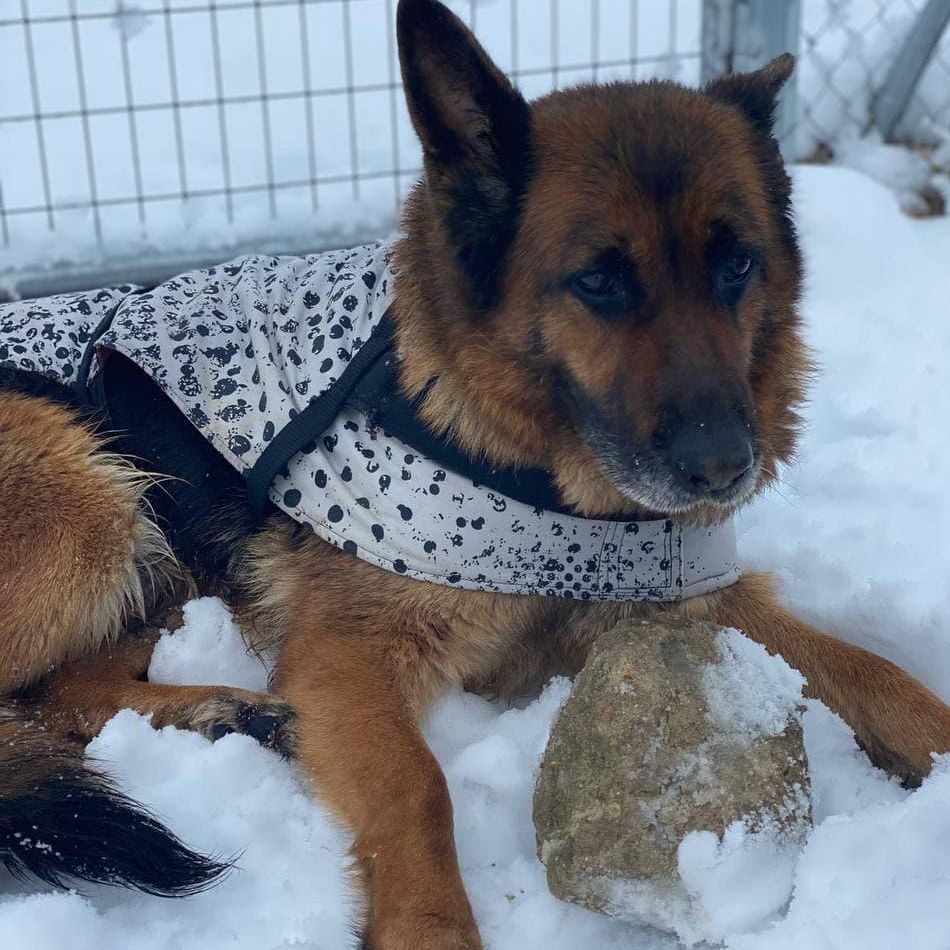 Un perro de la protectora albaceteña Arca de Noé