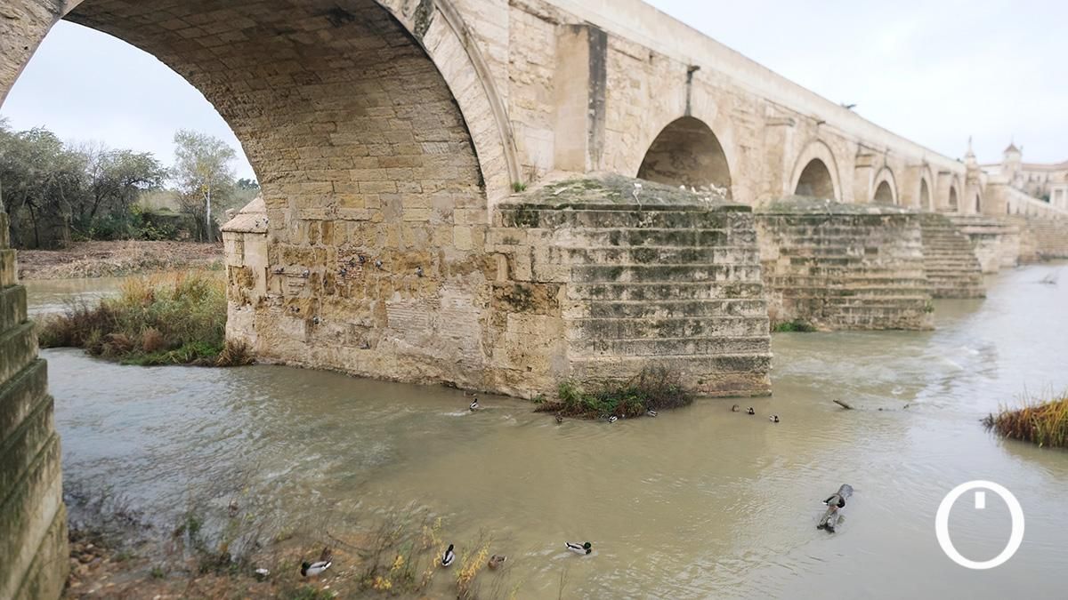 Así va el río Guadalquivir a su paso por Córdoba después de las últimas lluvias