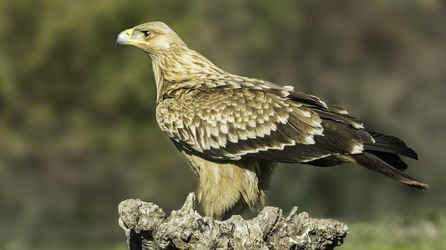 El difícil reto de regular parques eólicos y fotovoltaicos cuando tienes la mitad de las águilas imperiales del país