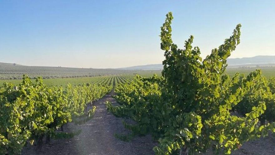 Bodegas y lagares de Montilla-Moriles cuestionan la unidad del sector ante la constitución del nuevo Consejo Regulador