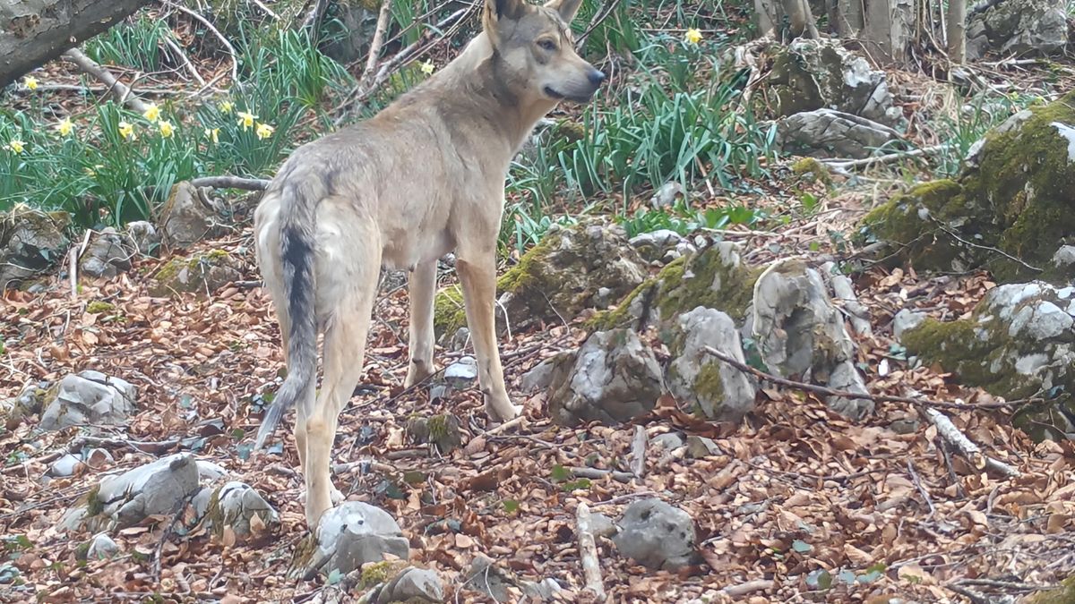 El Fondo para la Protección de Animales Salvajes denuncia la "obsesión" del Principado por controlar las cámaras de fototrampeo
