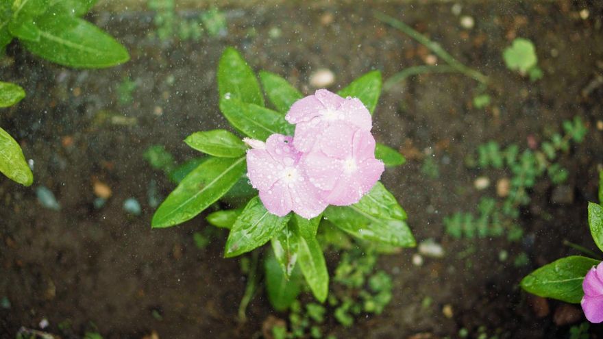 Riego en una plantación en Canarias.