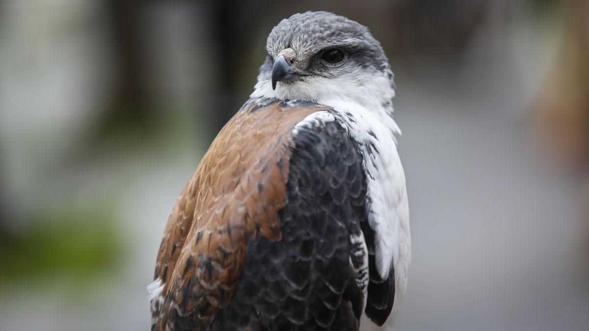 Inauguración del Mercado Andalusí 2026