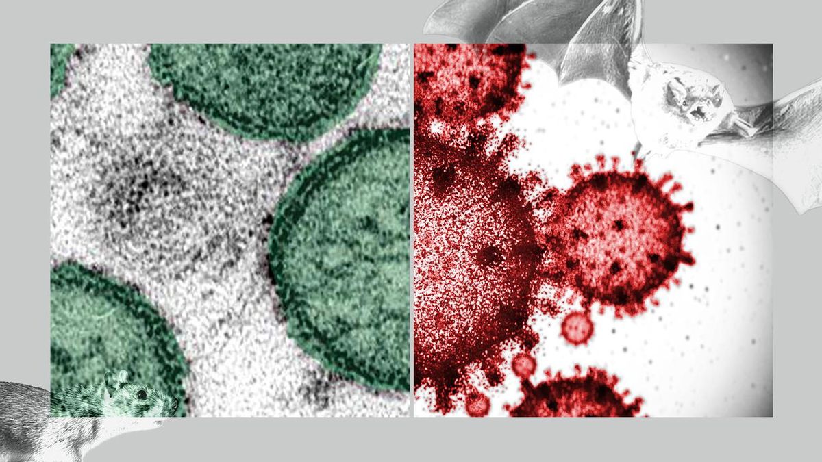 hantavirus-coronavirus