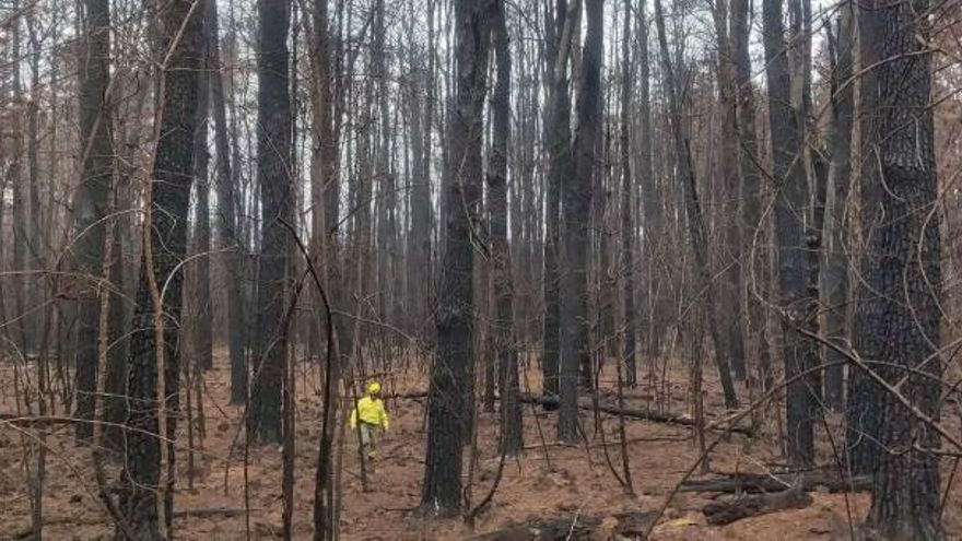 Canarias declara la alerta por riesgo de incendios forestales