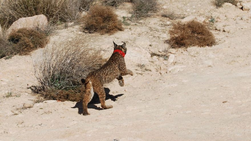 'Quastellana', la primera hembra lince que se establece en la provincia de Albacete