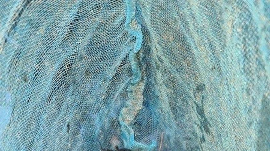 Detectados casi 300 ejemplares de una especie exótica invasora en la charca de las ranas del parque García Sanabria