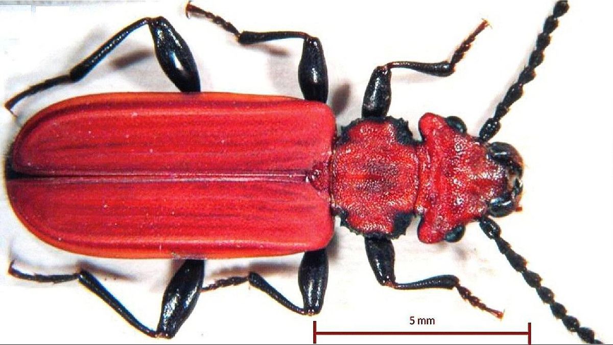 Un escarabajo en peligro de extinción aparece por primera vez en León tras más de 60 años sin rastro en toda España