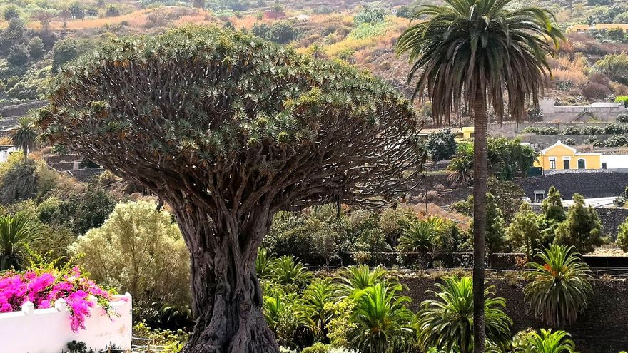 Corazones de semilla de drago