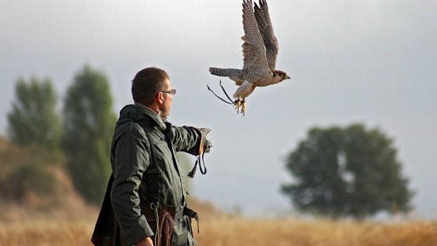 Peio García / ICAL La Virgen del Camino acoge la XXIV edición de las Jornadas Internacionales de Cetrería del Norte de España