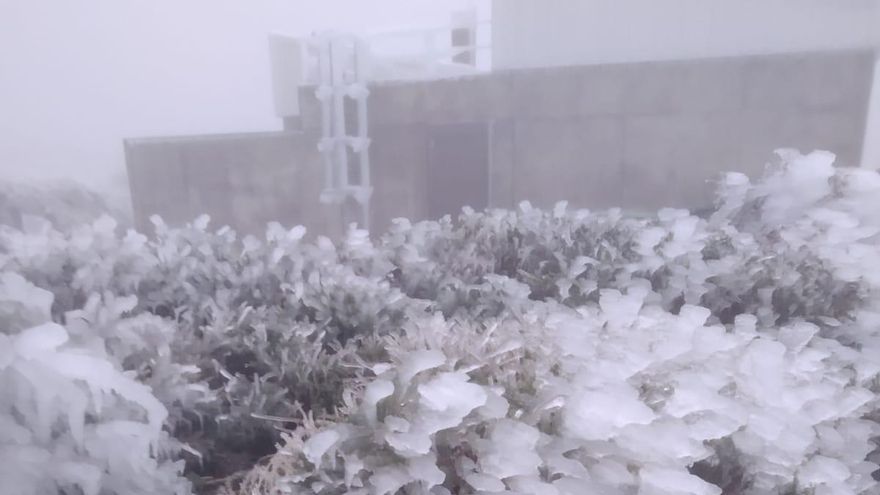 Arbustos congelados, este martes, en entorno de la residencia del Instituto de Astrofísica (IAC) en el Roque de Los Muchachos.