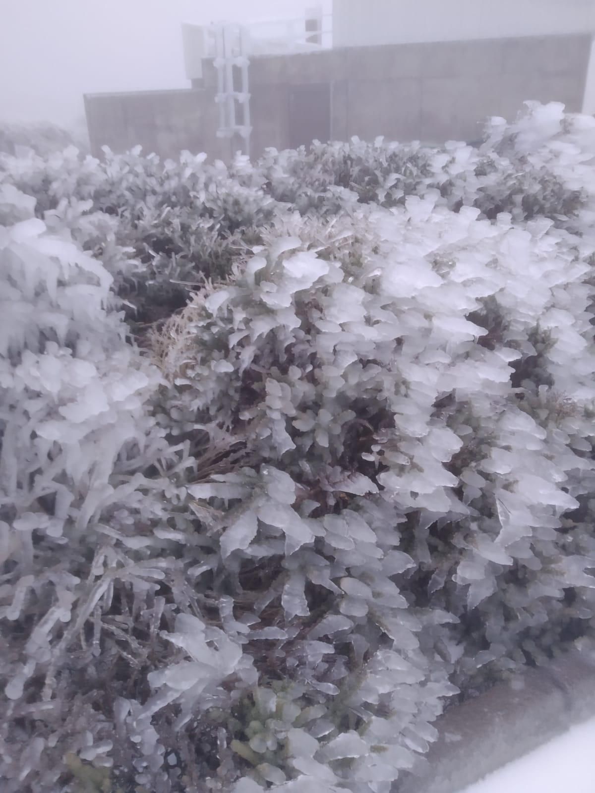 Arbustos congelados, este martes, en entorno de la residencia del Instituto de Astrofísica (IAC) en el Roque de Los Muchachos.