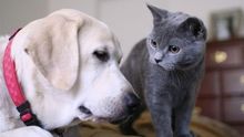 La Ley de Bienestar Animal de Castilla-La Mancha prohibirá las mutilaciones estéticas