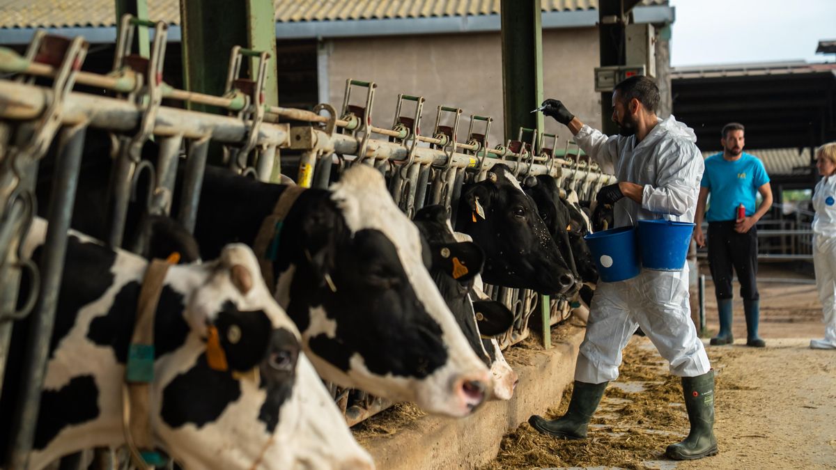 Un veterinario vacuna a las vacas de una granja
