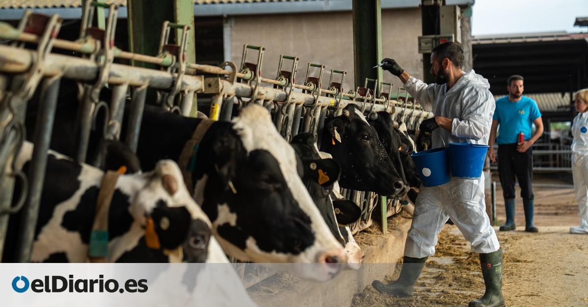 Más de 2.000 vacas sacrificadas por la dermatosis extienden el miedo entre los ganaderos: “Es devastador”
