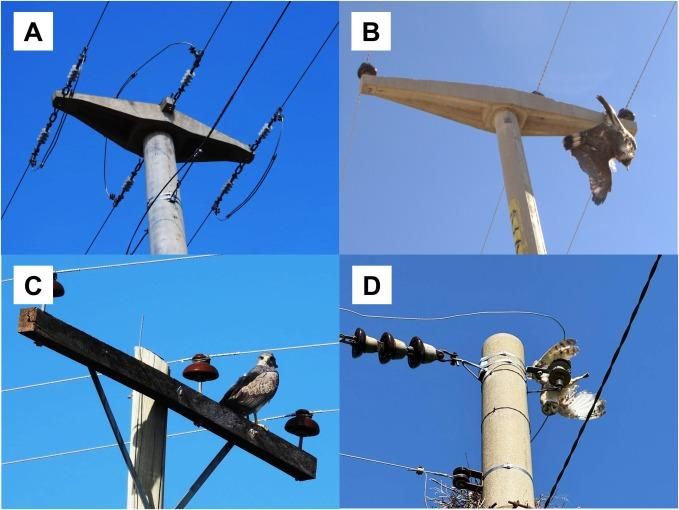Los diferentes postes de tendido eléctrico que son peligrosos para las aves. Foto: cortesía Diego Gallego García.
