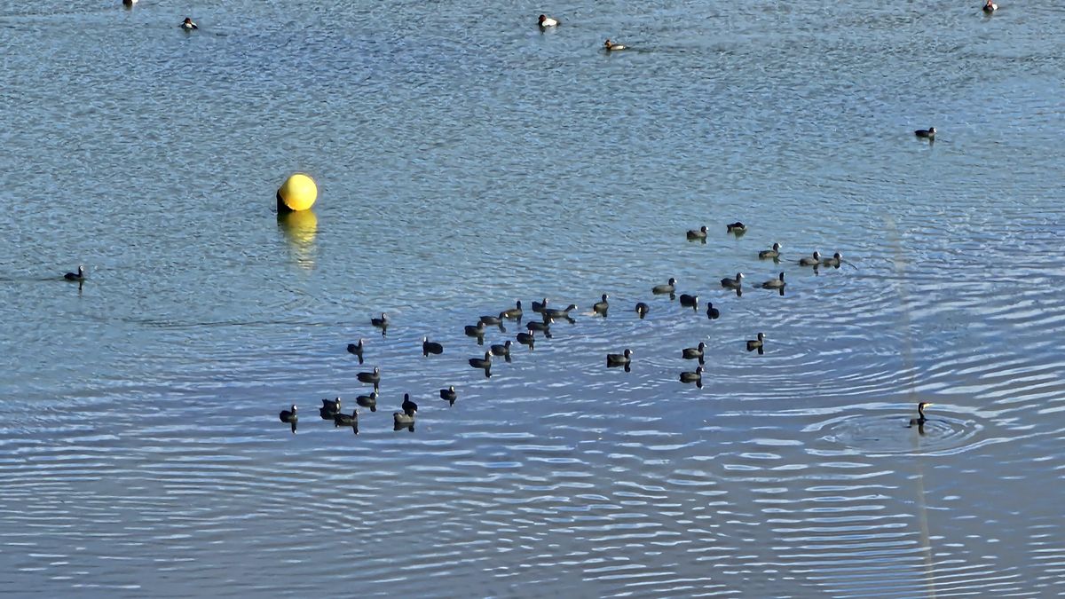 Aves en el embalse de Selga de Ordás.