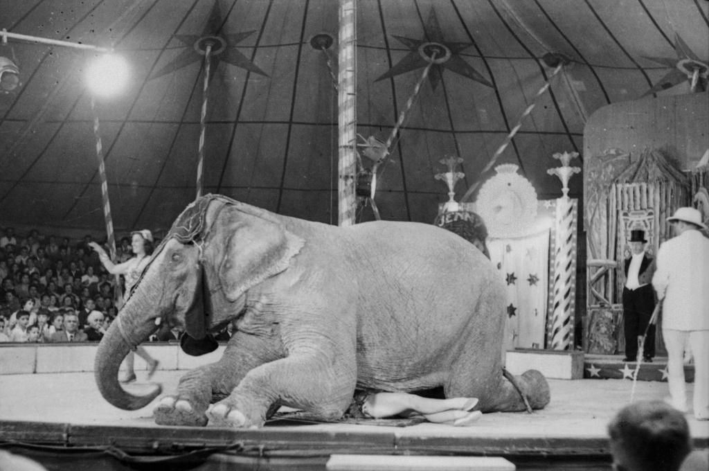 Un elefante en el circo en 1960