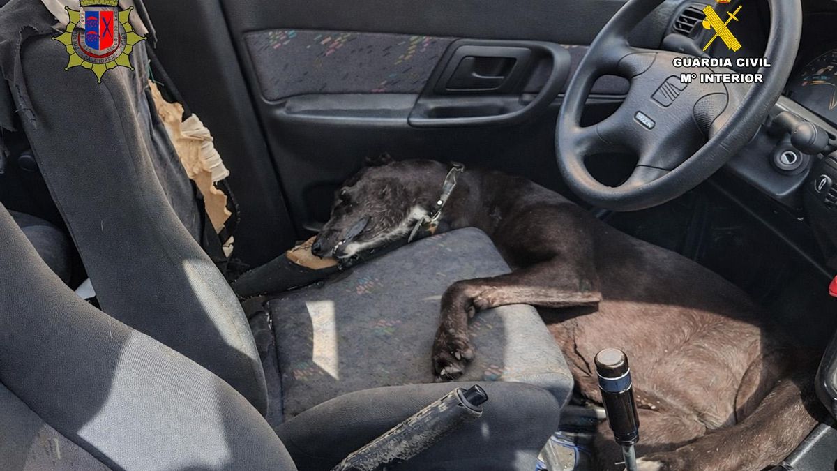 Perro muerto tras quedar abandonado en un coche