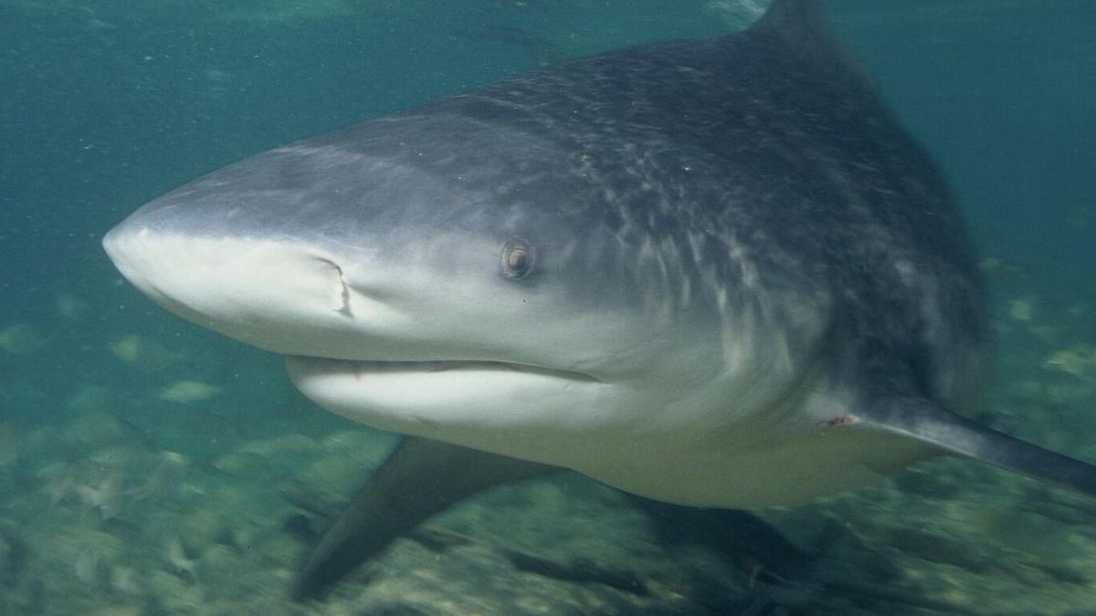 Los análisis internos muestran que el cuerpo procesa los compuestos