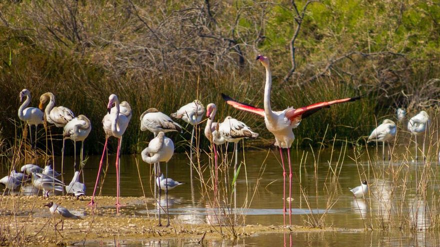 Aves acuáticas para parar un tren. La Albufera es uno de los mejores lugares de España para el avistaje de aves.