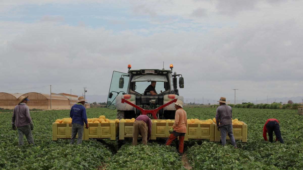 Un grupo de seis peones marroquíes recogen melones de una finca ubicada entre la localidad de Pozo Estrecho y Torre Pacheco, en la mañana del 24 de julio.