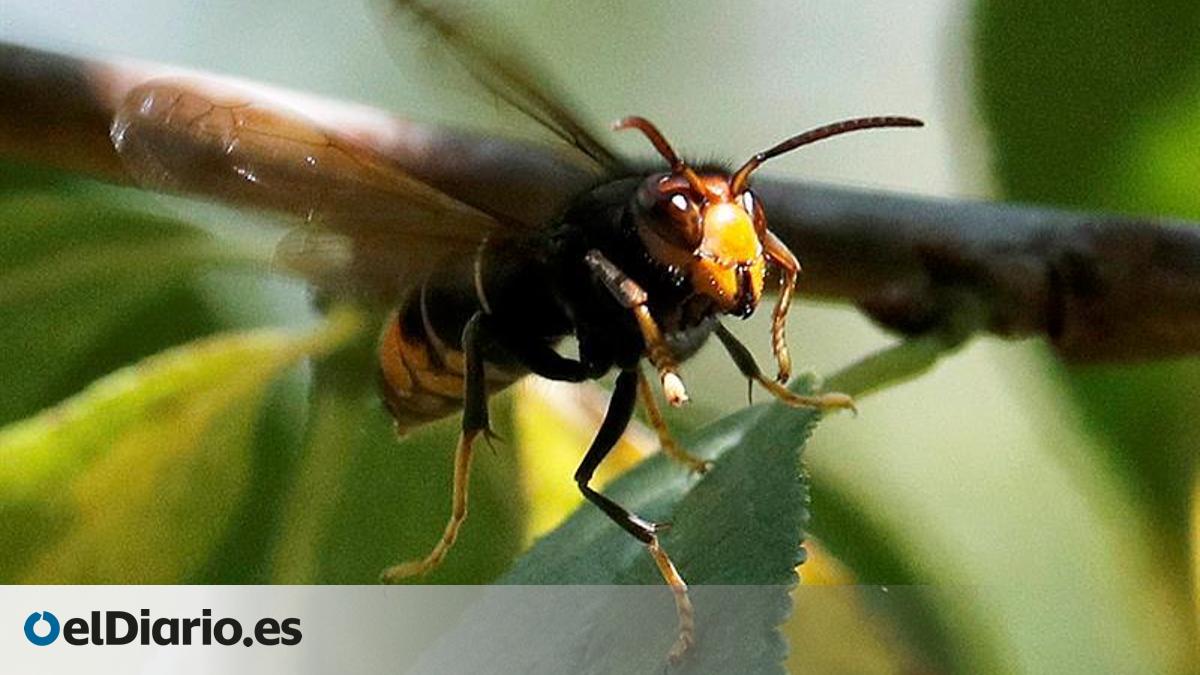Tenerife activa un plan preventivo ante la avispa asiática
