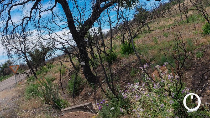 La naturaleza rebrota y le echa un pulso a la huella del incendio forestal más grave de Córdoba en años