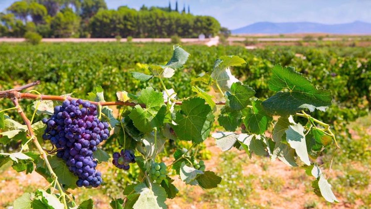 Viñedos en la zona de Utiel-Requena, donde está prevista la puesta en marcha de uno de los cuatro nodos.