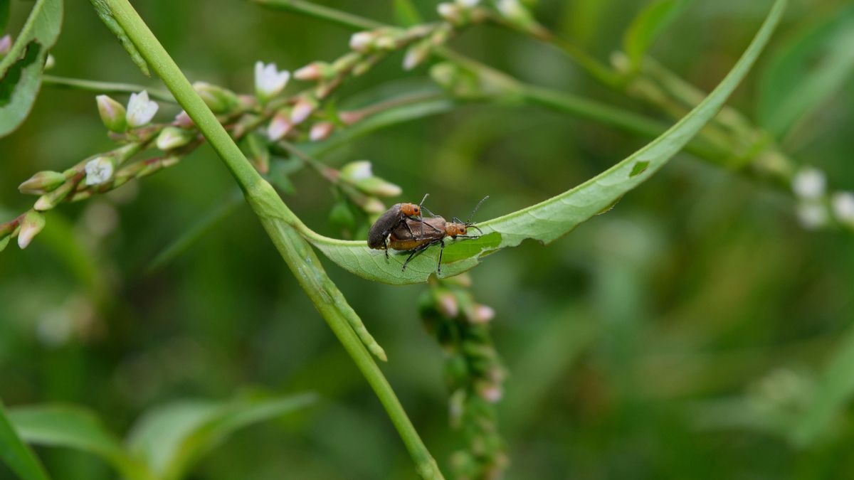Aunque es una planta muy resistente, no está libre de sufrir algunas plagas