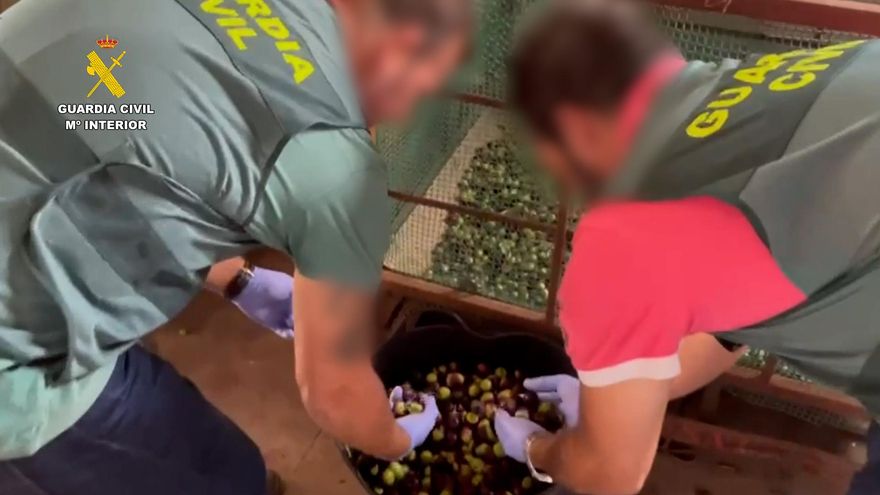 La Guardia Civil interviene en Sevilla más de 74 toneladas de aceitunas robadas