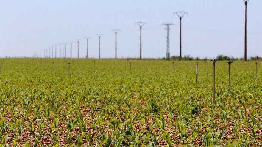 Plantación de maíz en Sahagún. / ICAL