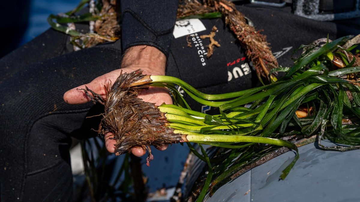 Las especies invasoras provocan cambios en el microbioma de las raíces de la posidonia