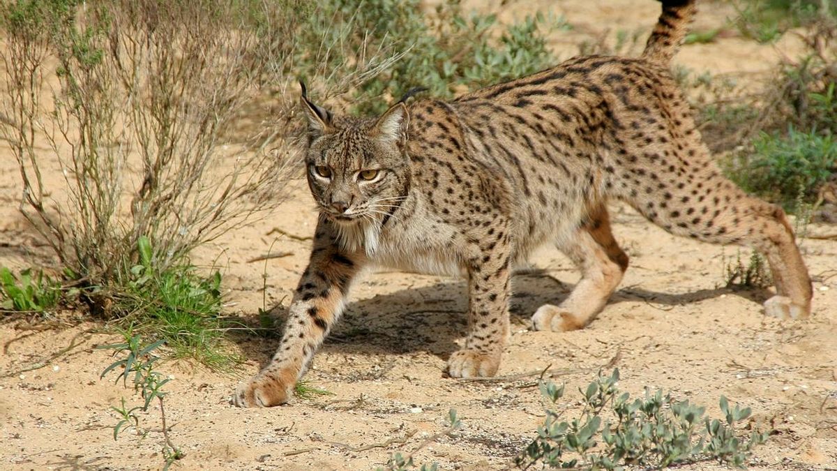 Hallado muerto un ejemplar macho de lince ibérico en el lago artificial del campo del golf de Matalascañas