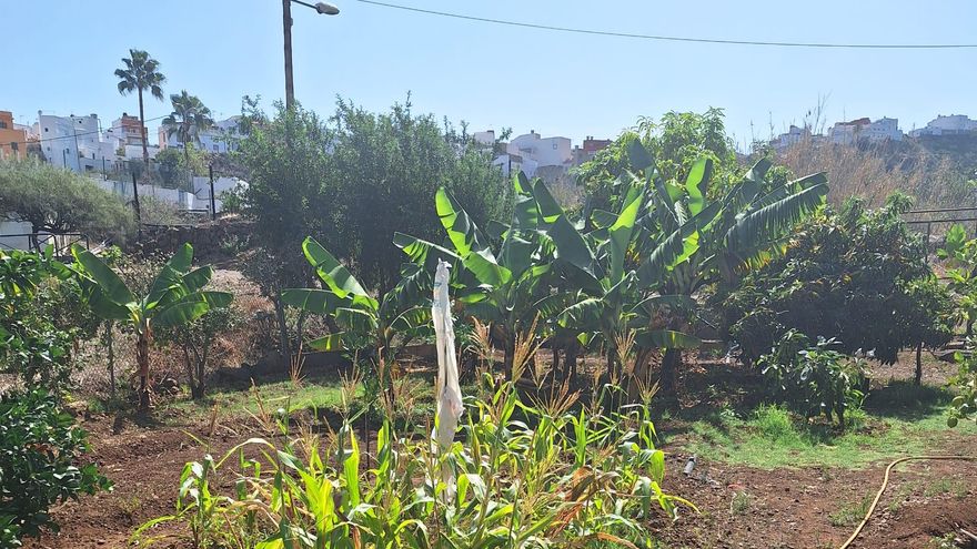 Finca de Nieves, en Lomo Magullo, soportando temperaturas de 40 grados.